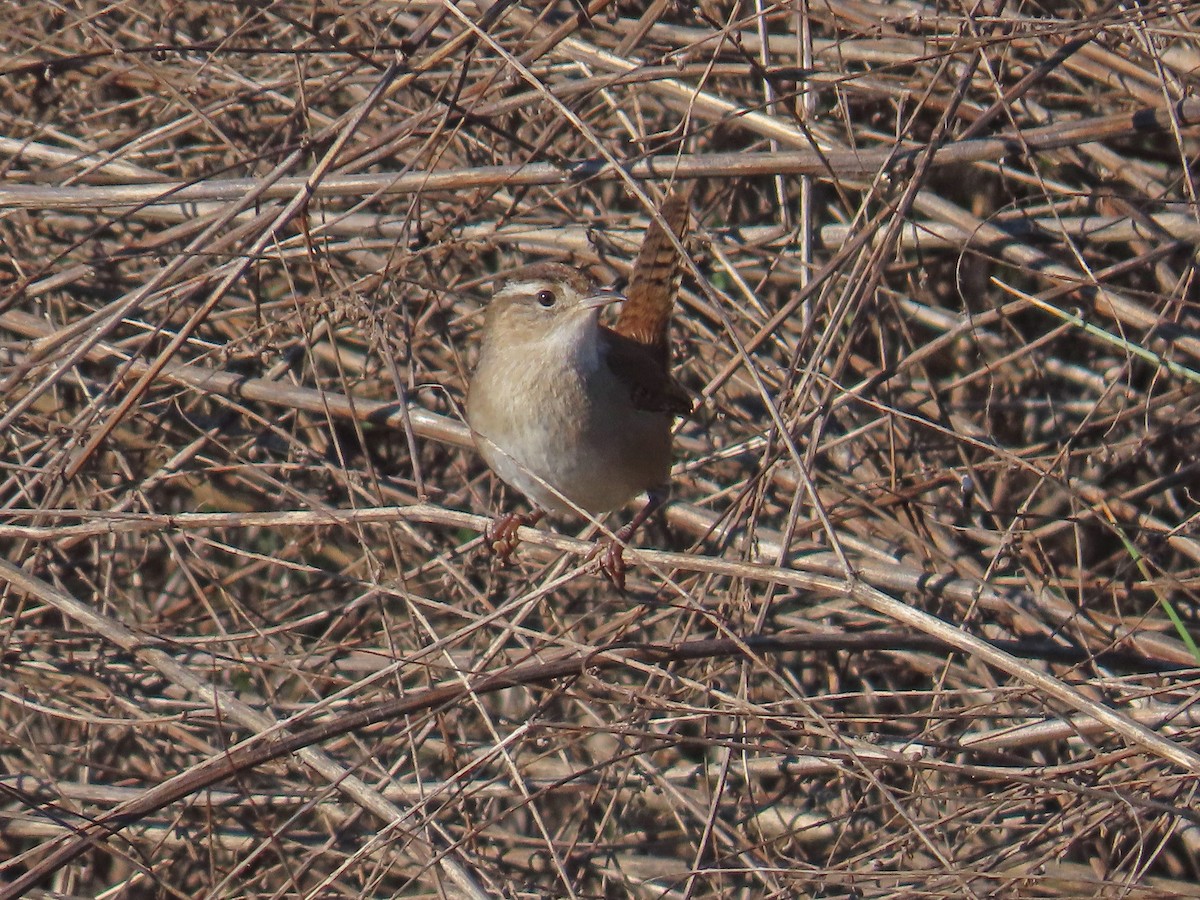 Sumpfzaunkönig - ML646659150