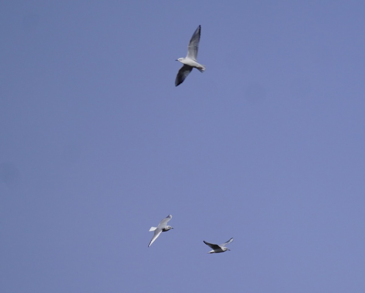 Bonaparte's Gull - ML646659151