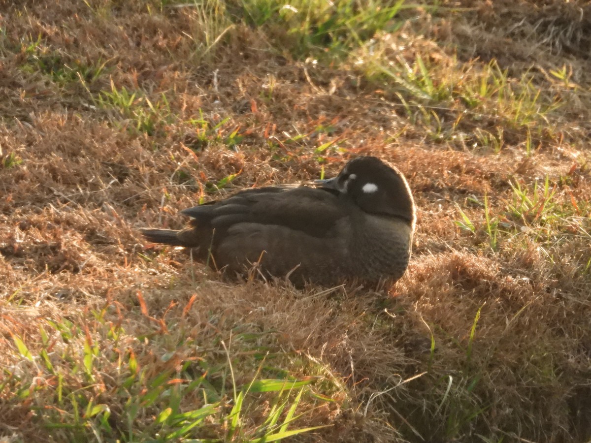 Ahate arlekina - ML646659152