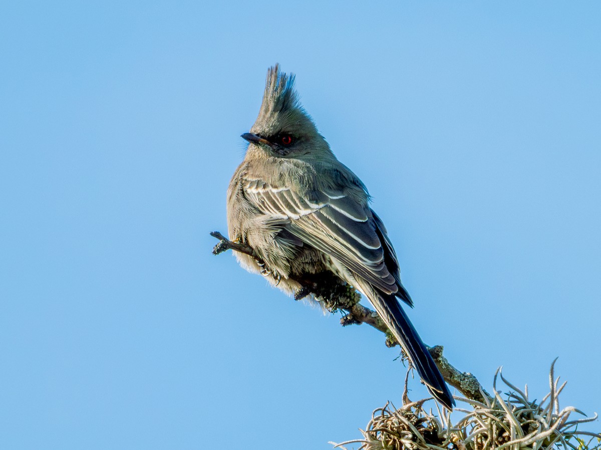 Phainopepla - ML646659168