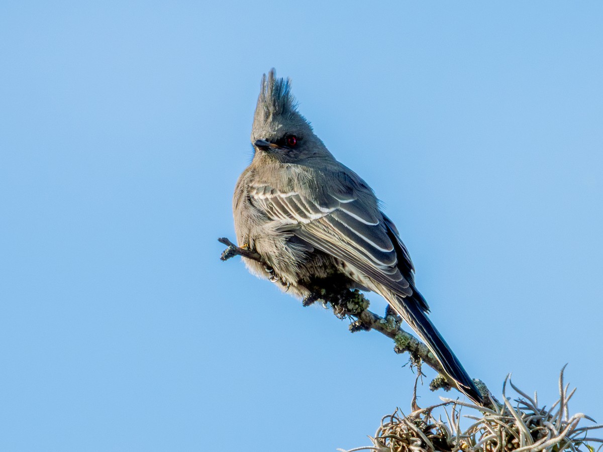 Phainopepla - ML646659169