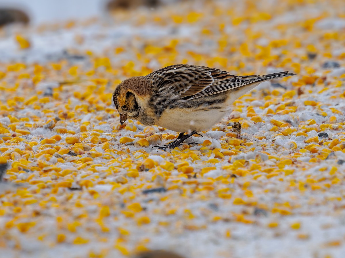 Lapland Longspur - ML646659170