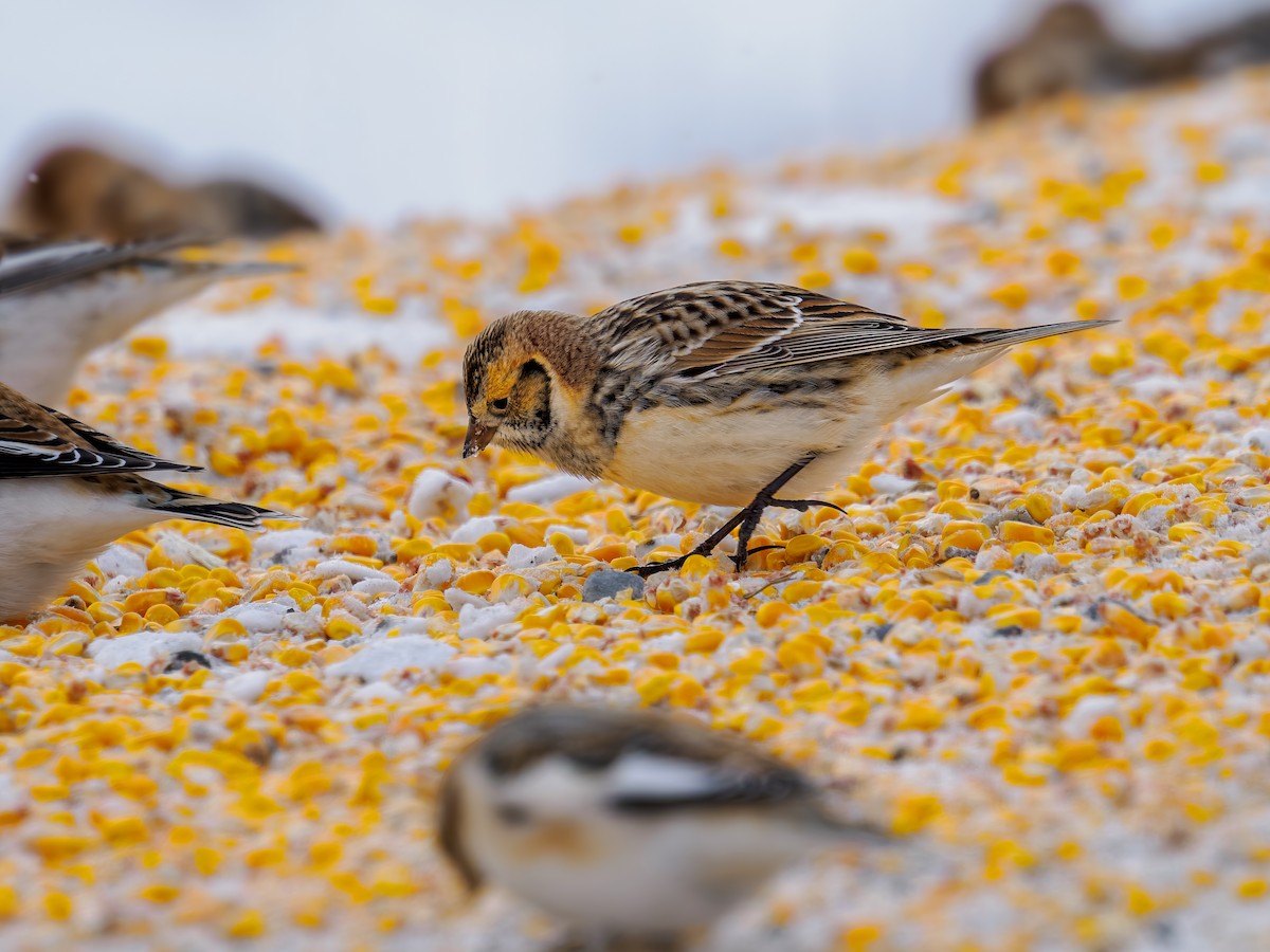Lapland Longspur - ML646659172
