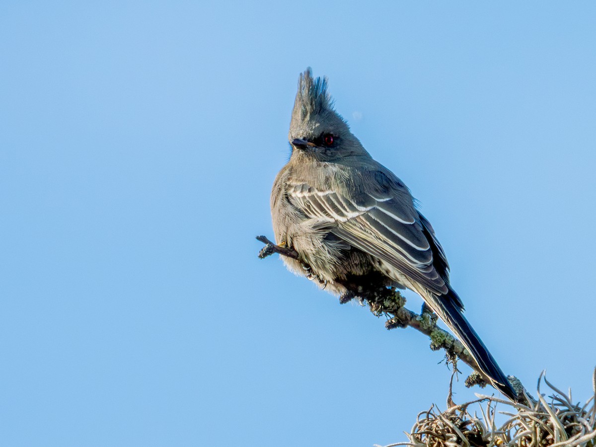 Phainopepla - ML646659174