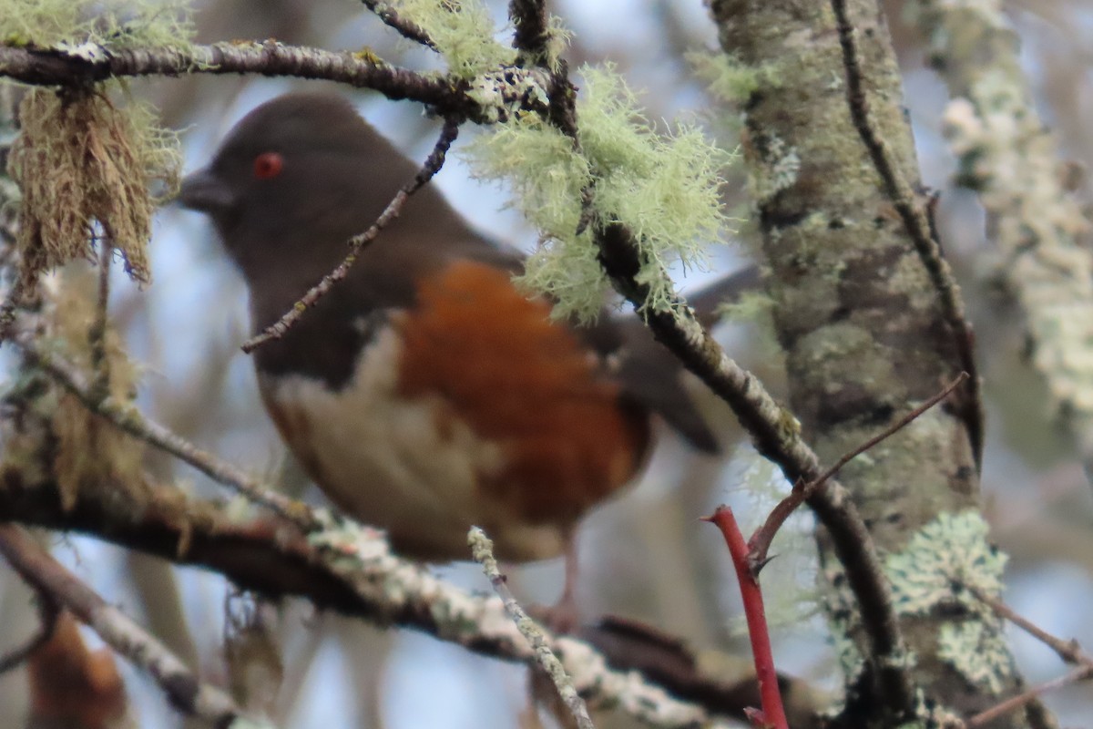 ホシワキアカトウヒチョウ - ML646659175