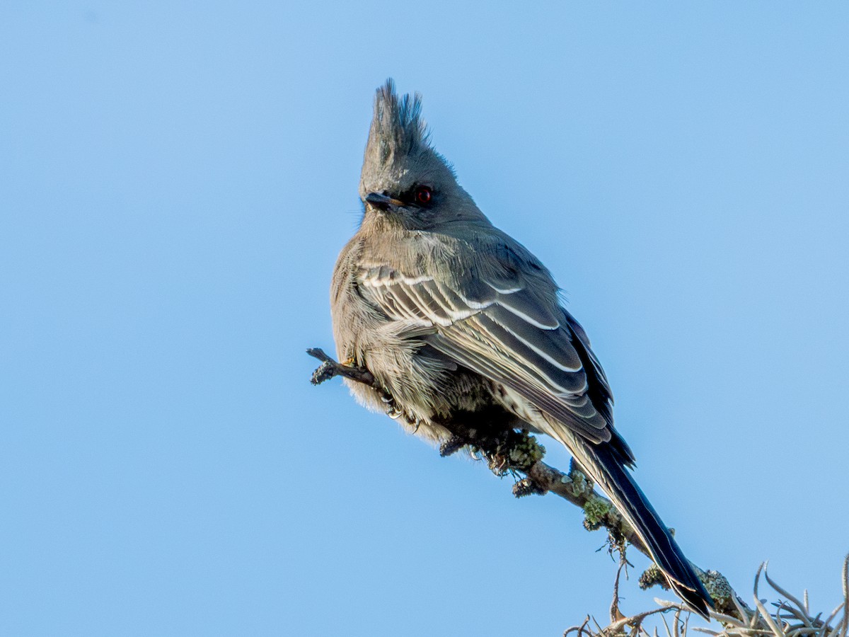 Phainopepla - ML646659176