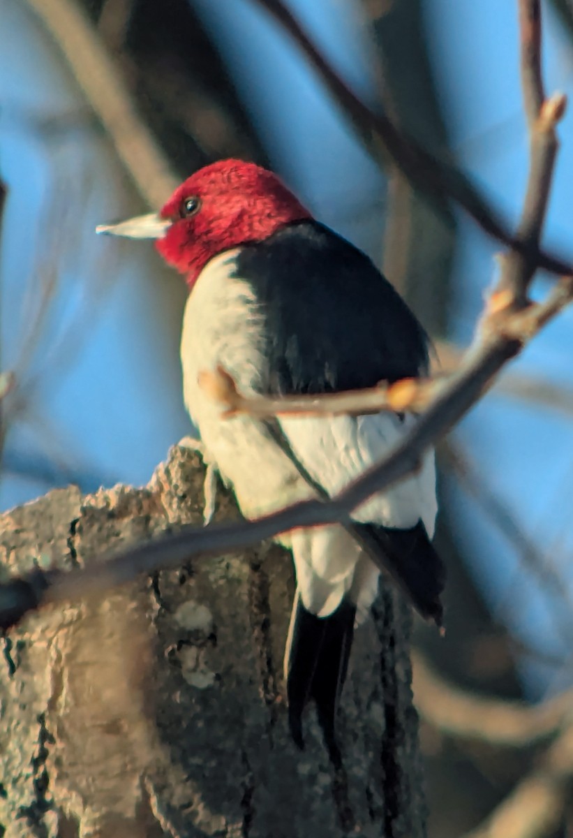 Red-headed Woodpecker - ML646659177