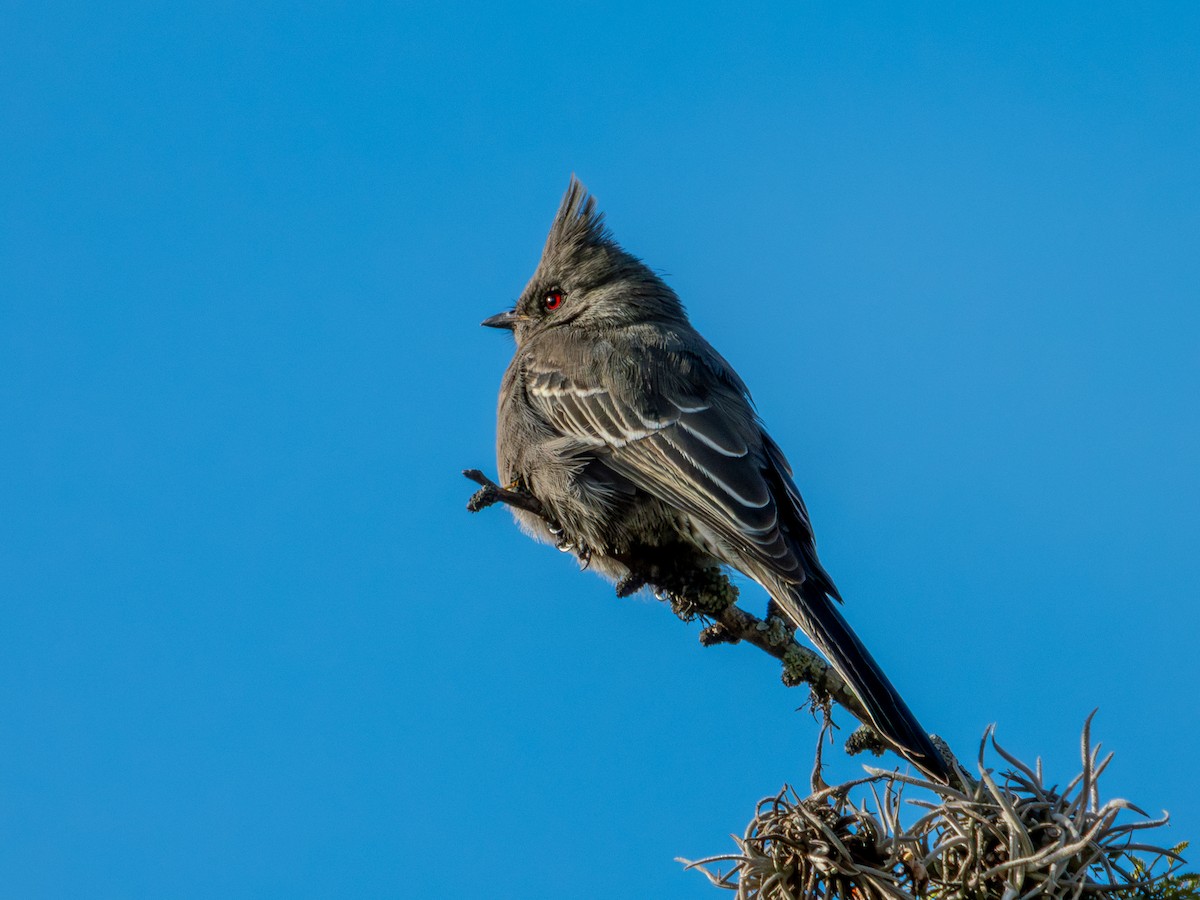 Phainopepla - ML646659178