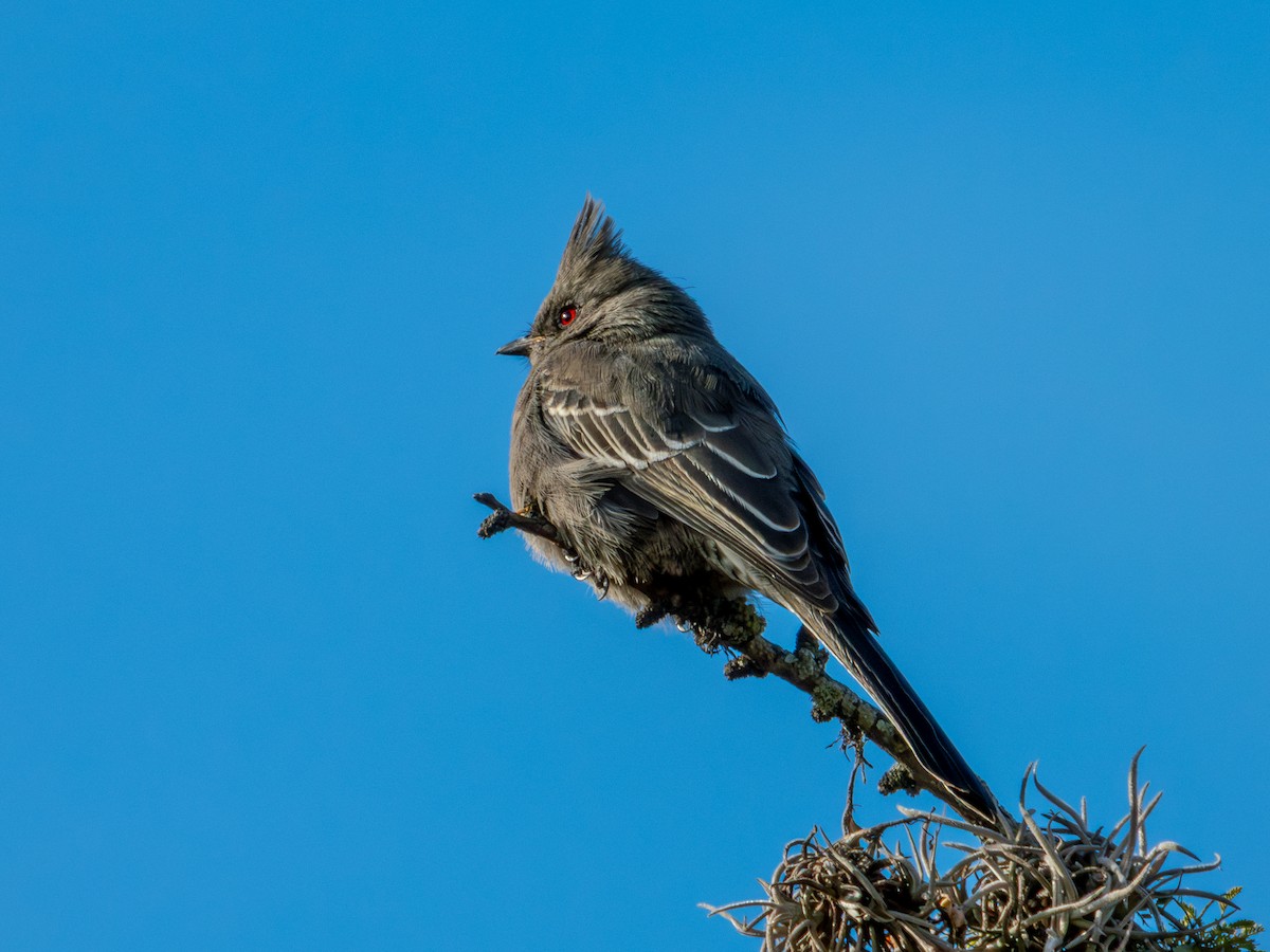 Phainopepla - ML646659179