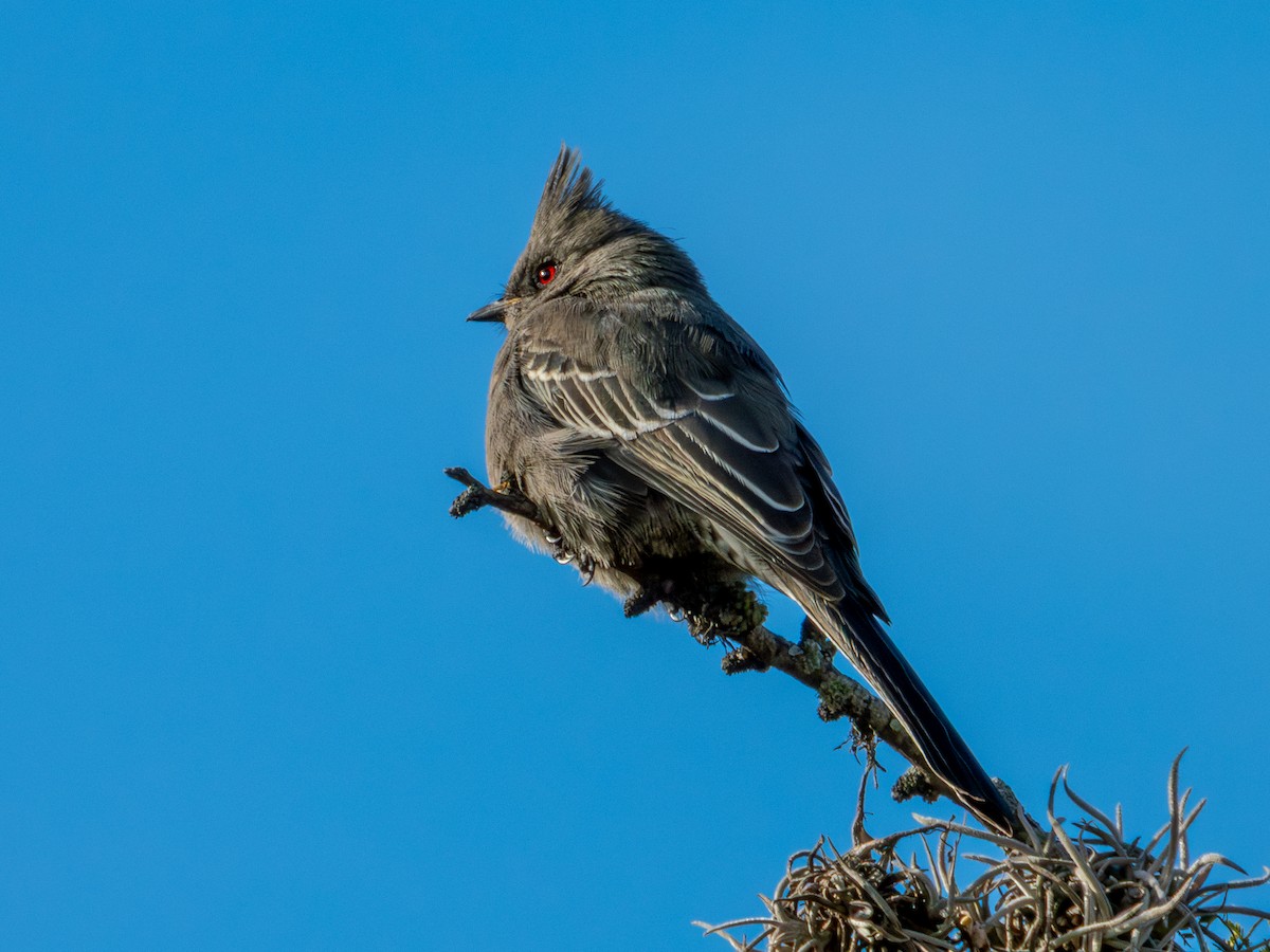 Phainopepla - ML646659181