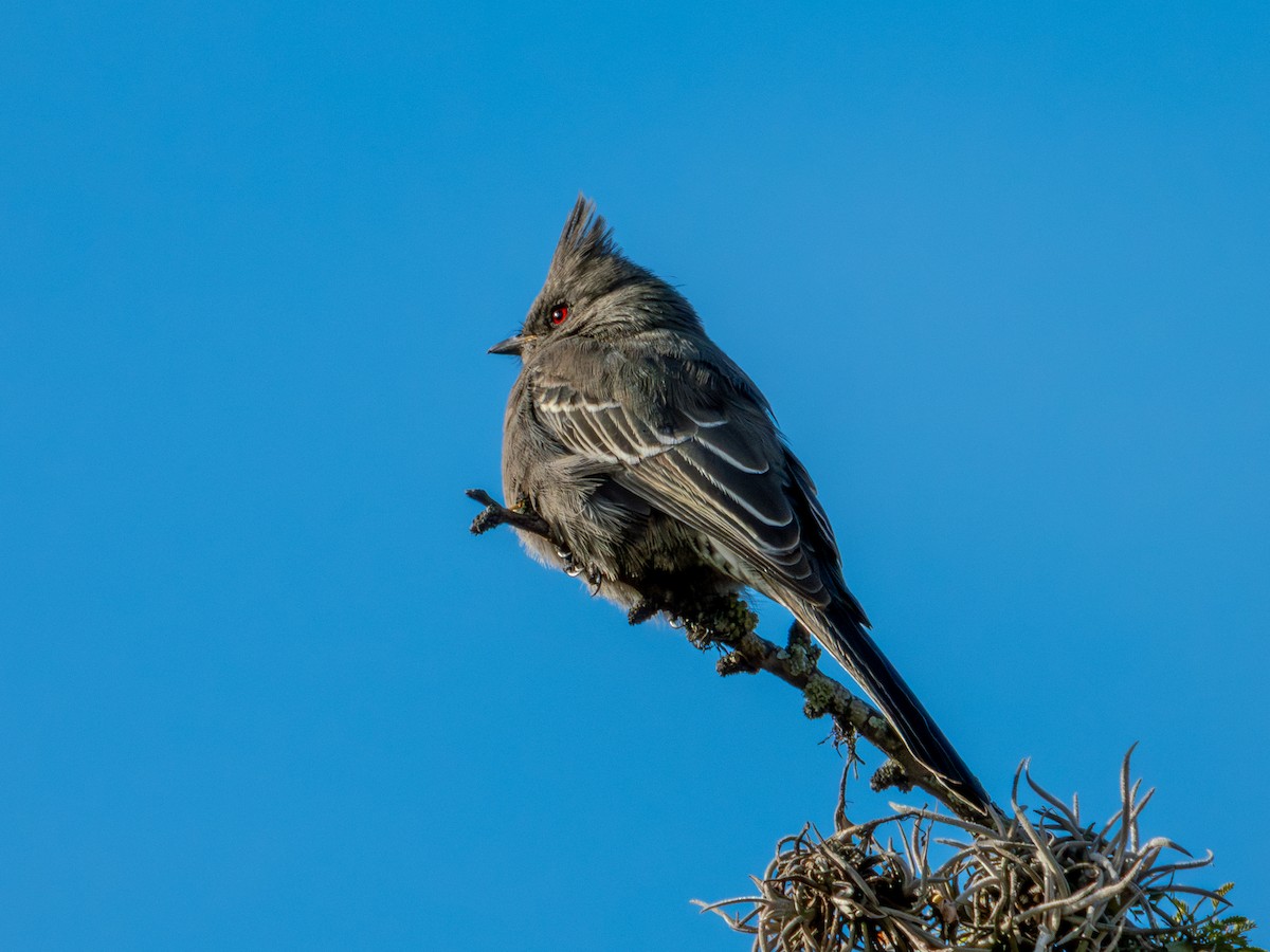 Phainopepla - ML646659182