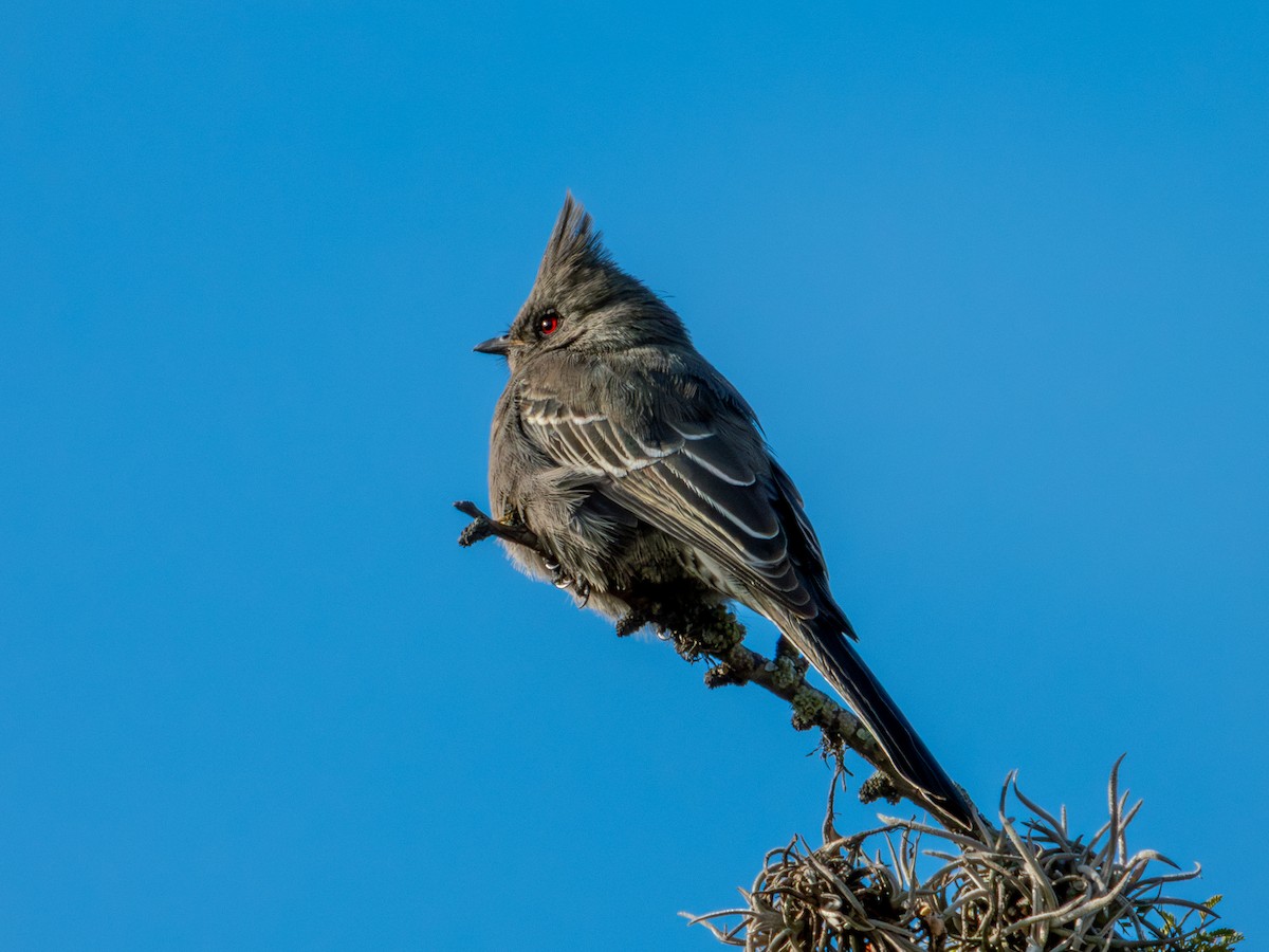 Phainopepla - ML646659183