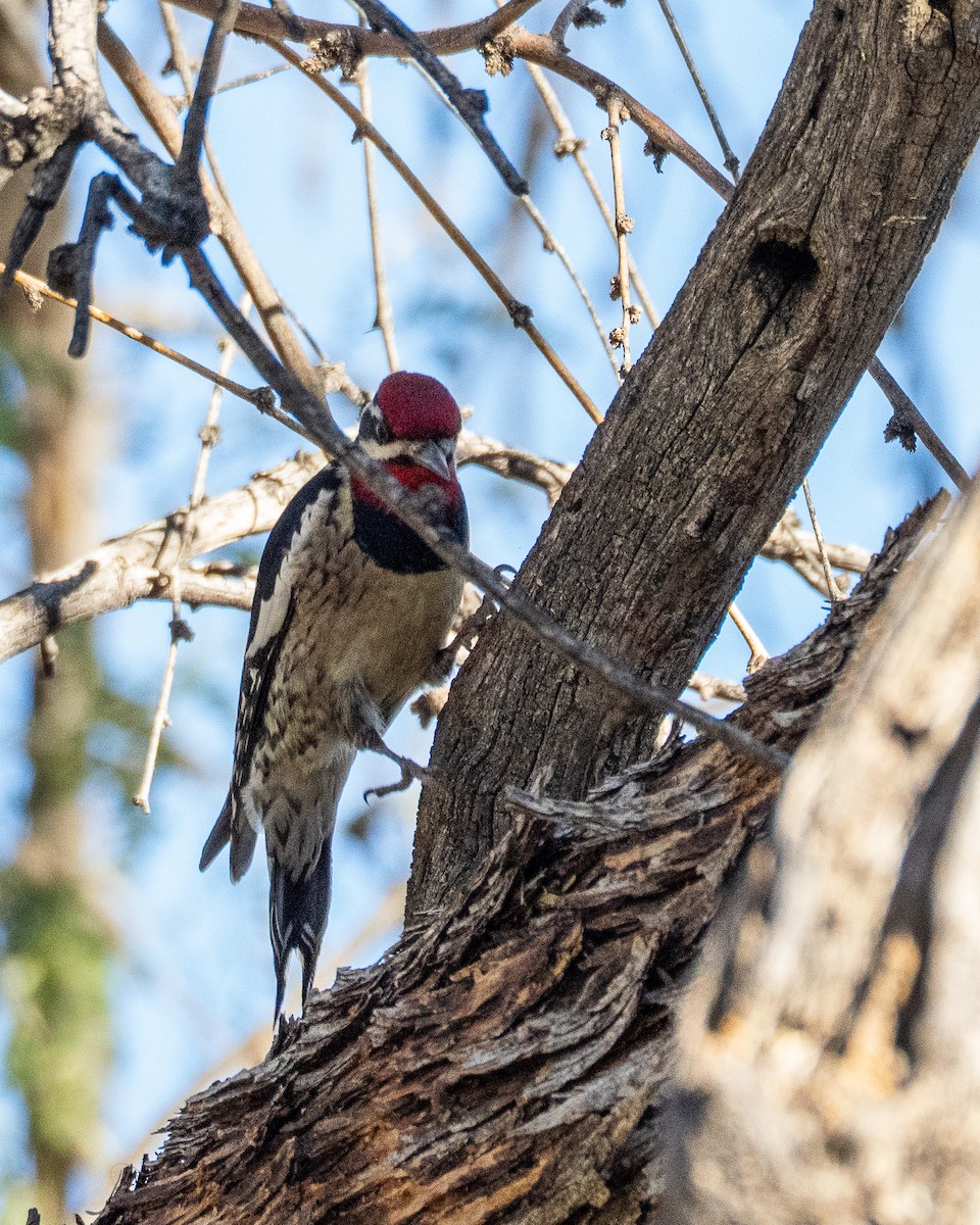 Red-naped Sapsucker - ML646659185