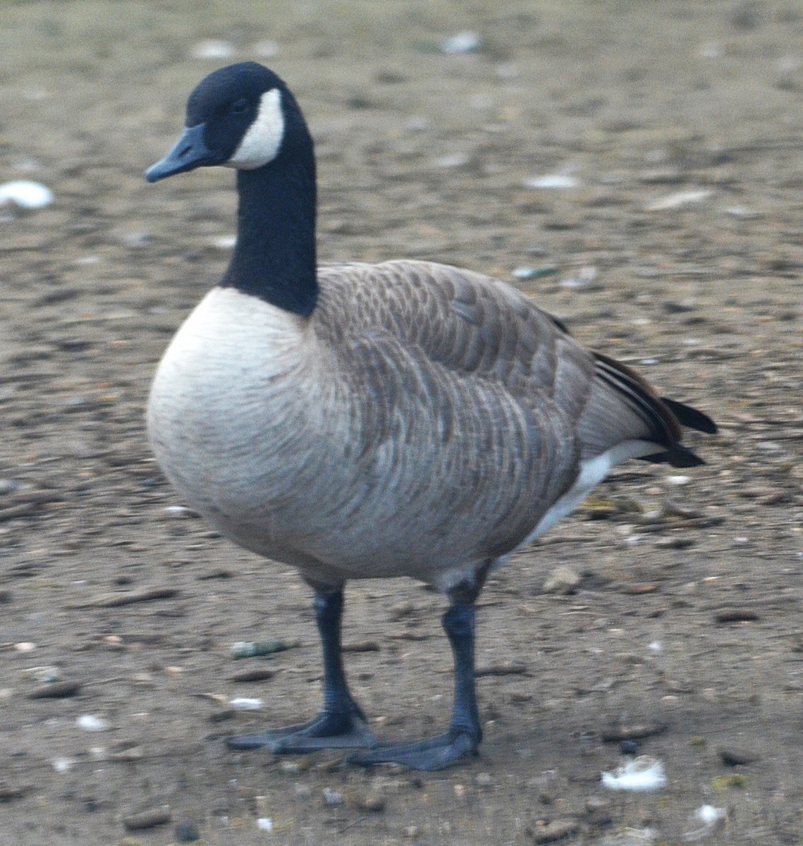 Канад галуу - ML646659189