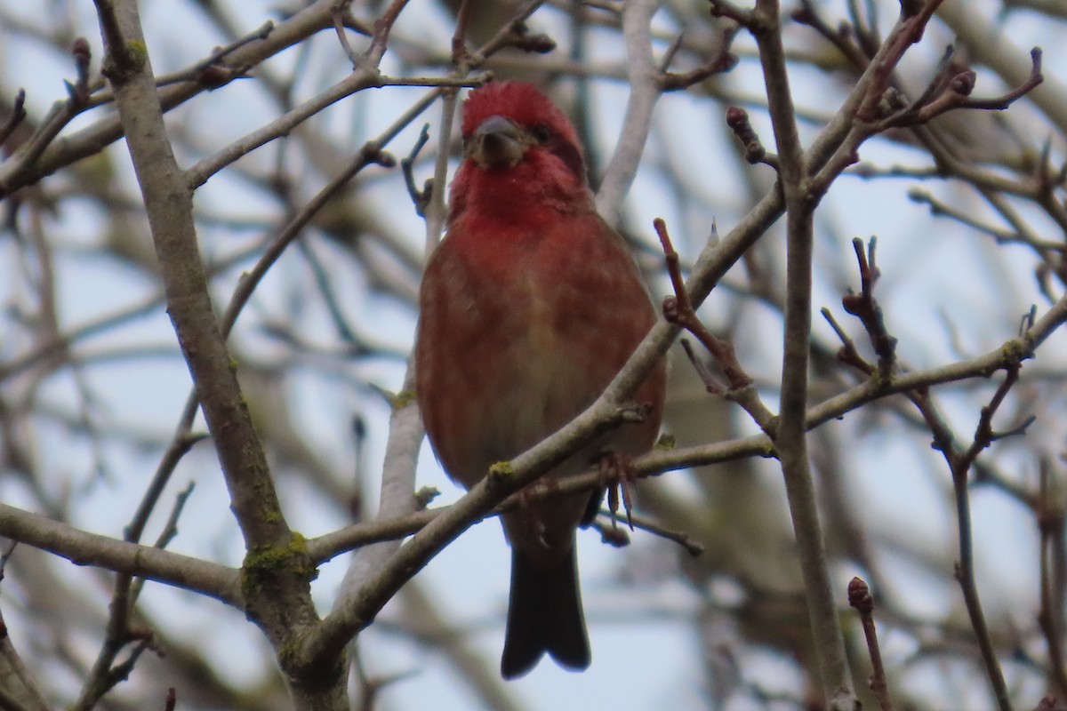 hýl nachový - ML646659190