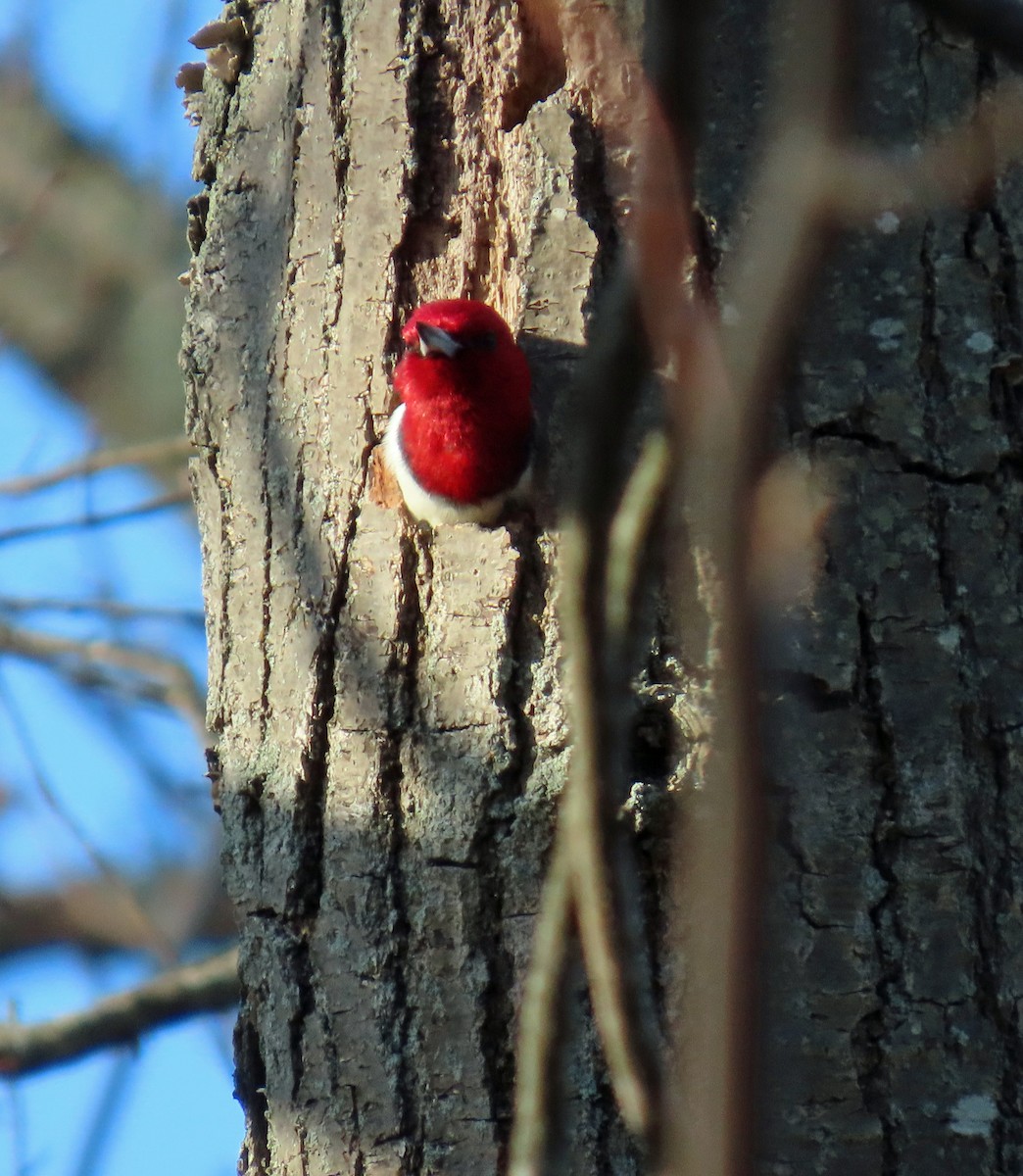 Red-headed Woodpecker - ML646659191