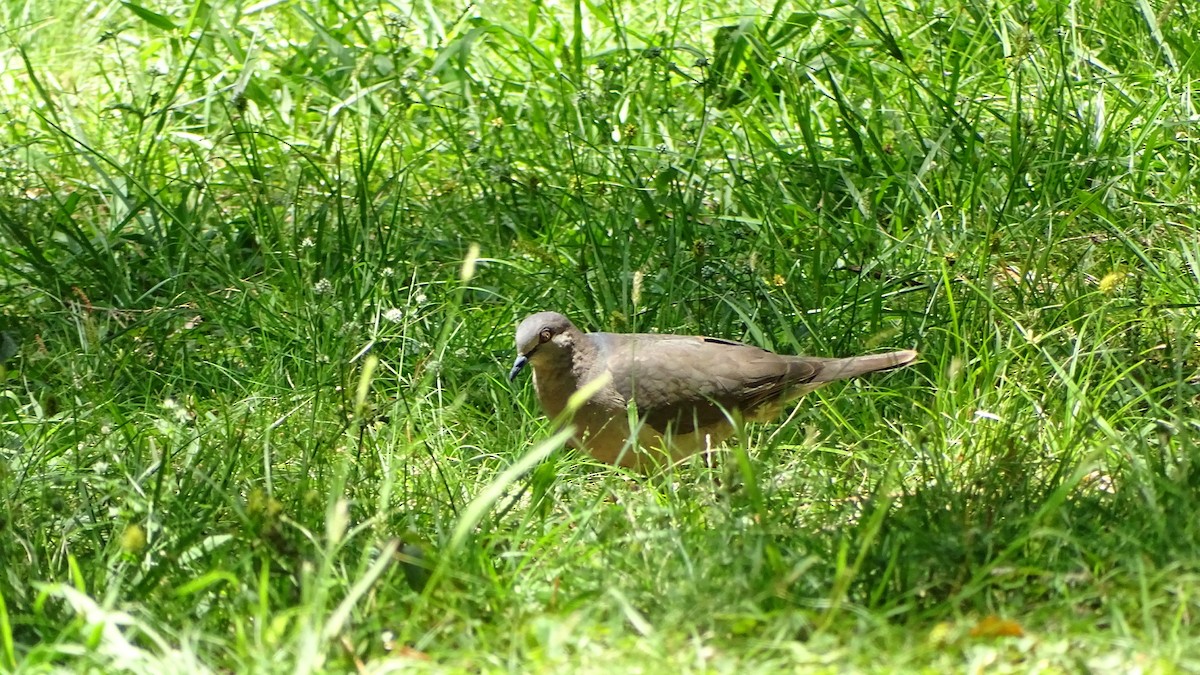 White-tipped Dove - ML646659192