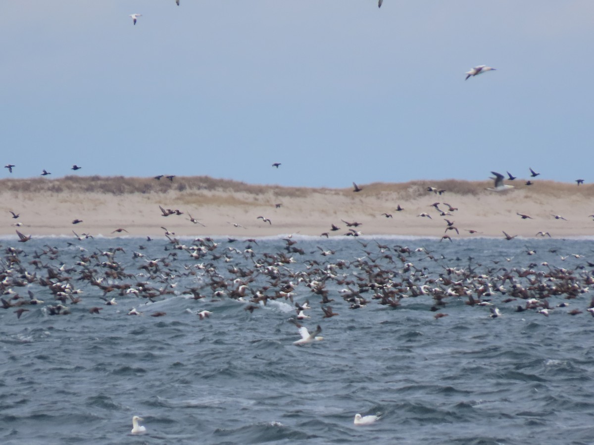 Common Eider - ML646659193