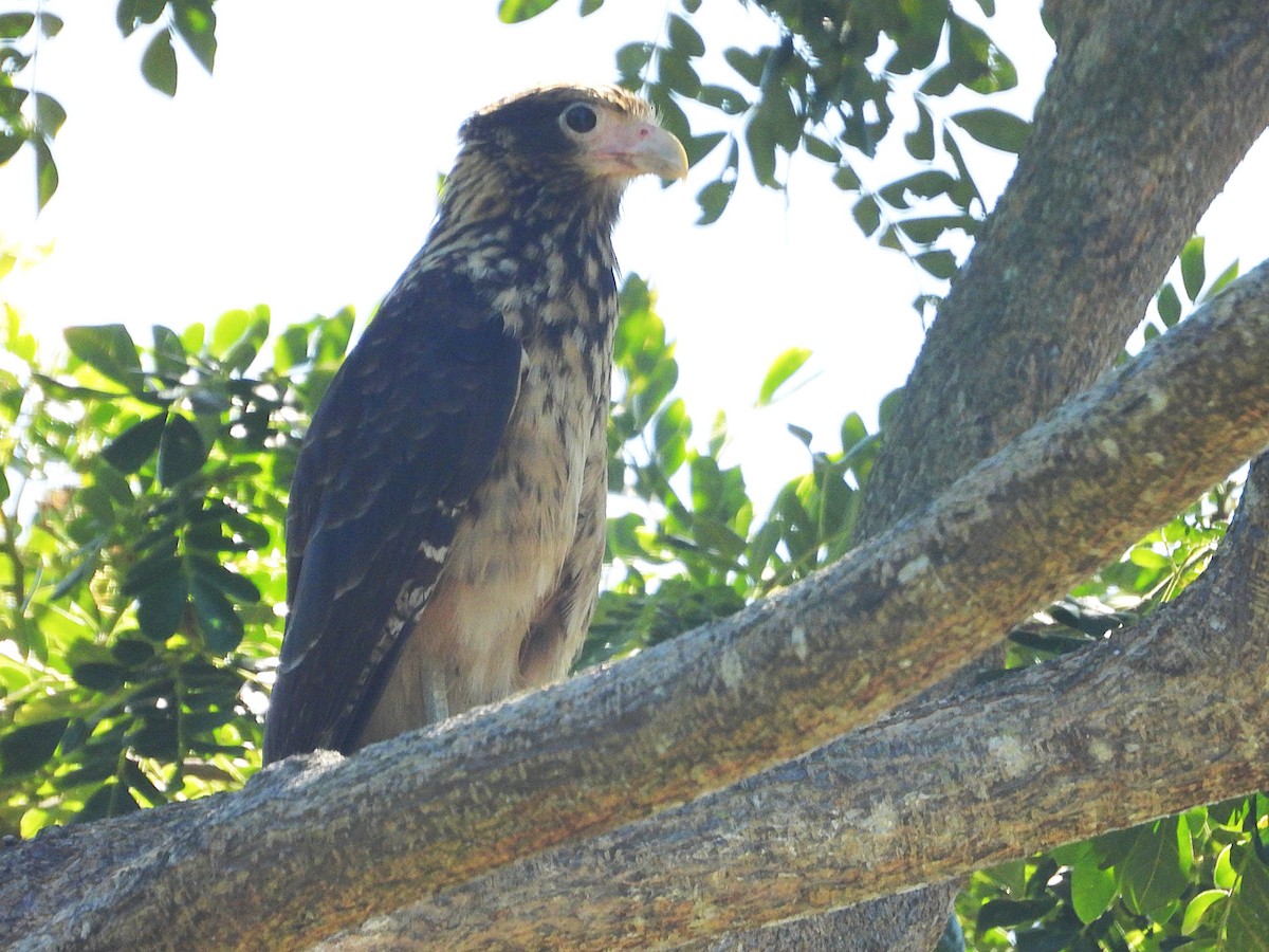 Yellow-headed Caracara - ML646659196