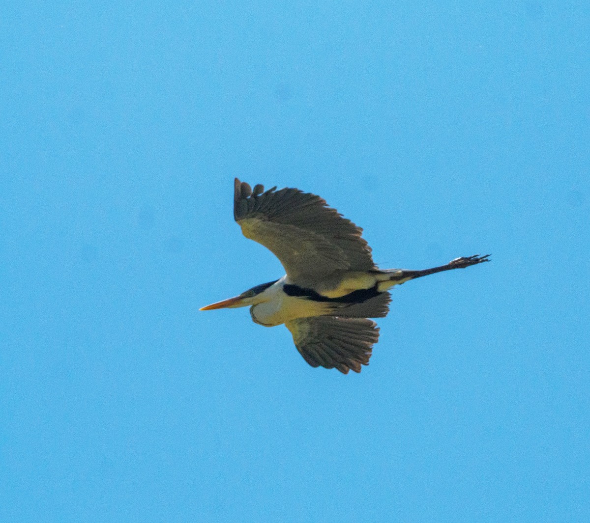 Чапля-кокої - ML646659197