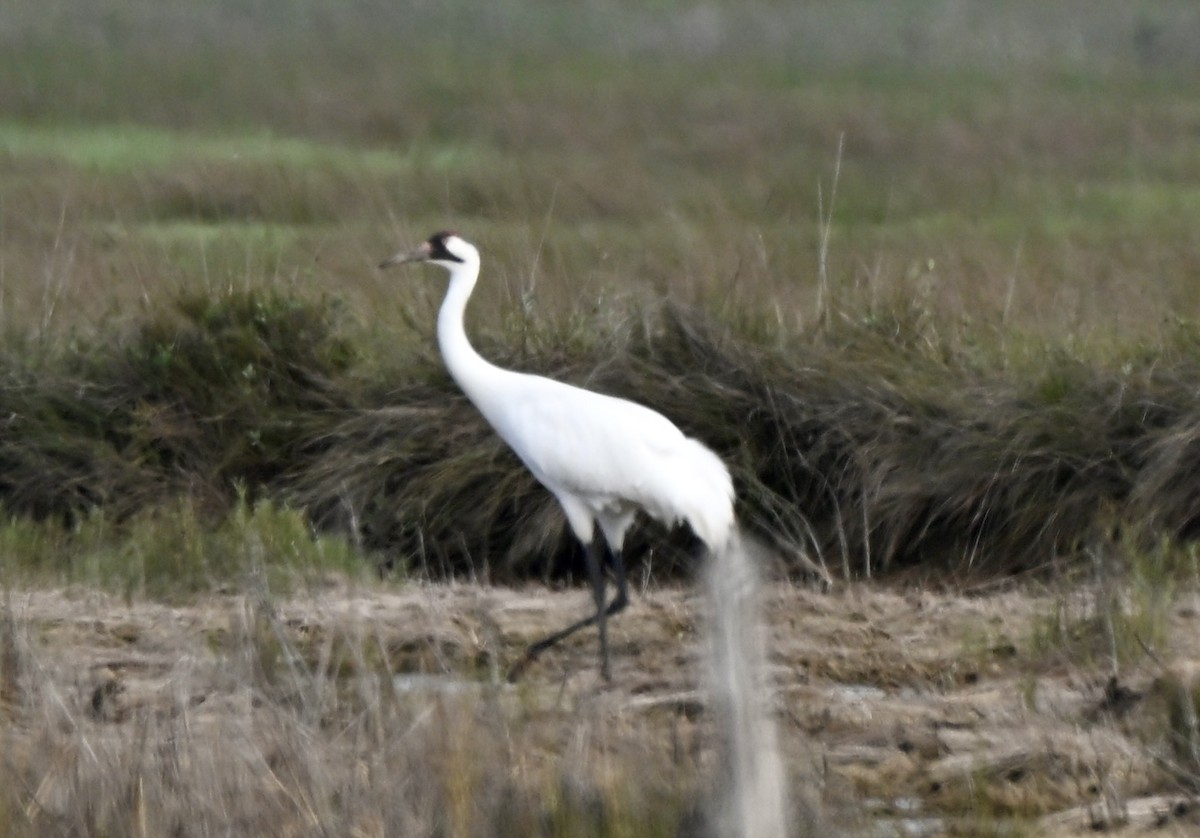 Whooping Crane - ML646659198