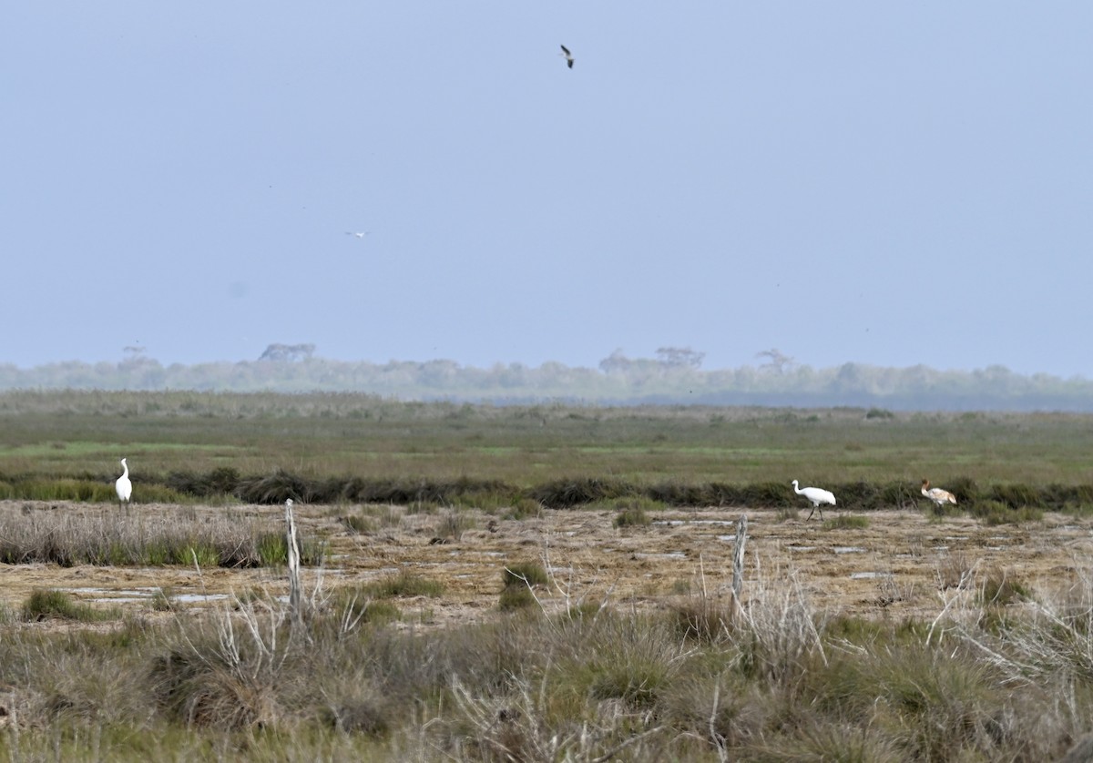 Whooping Crane - ML646659199