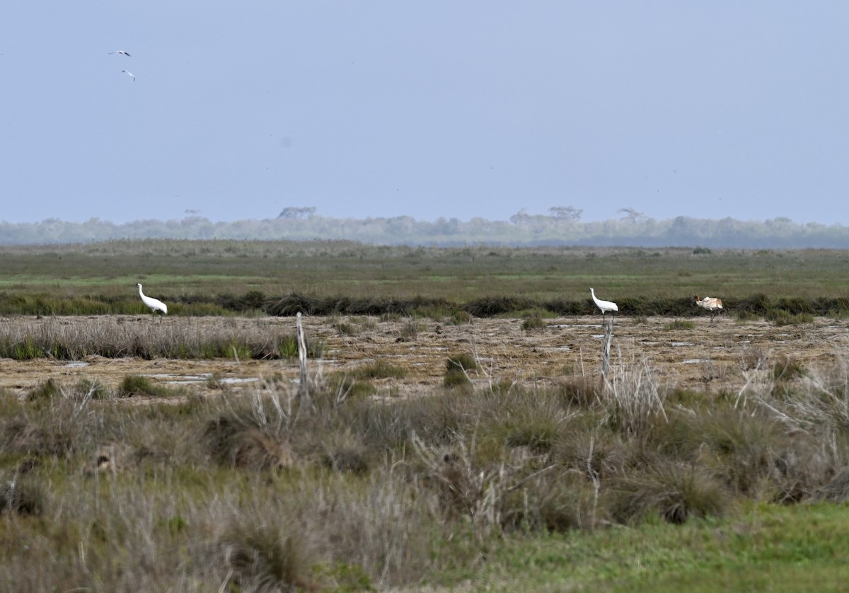 Whooping Crane - ML646659200