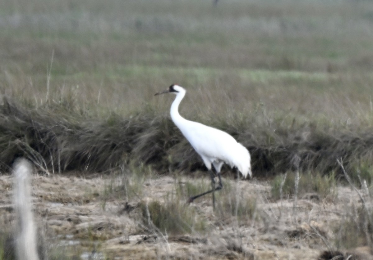 Whooping Crane - ML646659201
