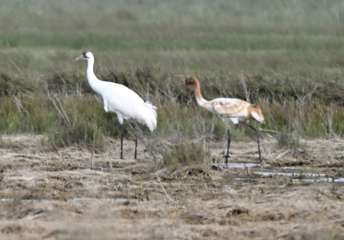 Whooping Crane - ML646659202