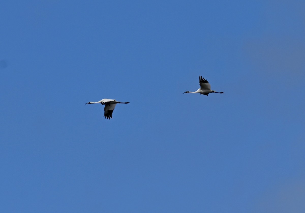 Whooping Crane - ML646659203