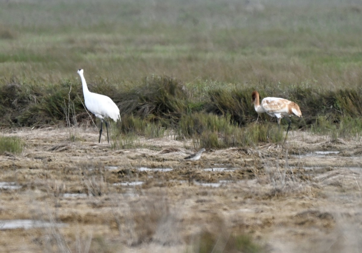 Whooping Crane - ML646659204