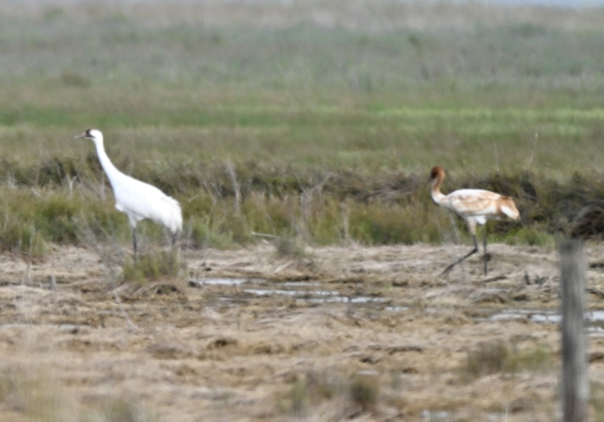 Whooping Crane - ML646659205