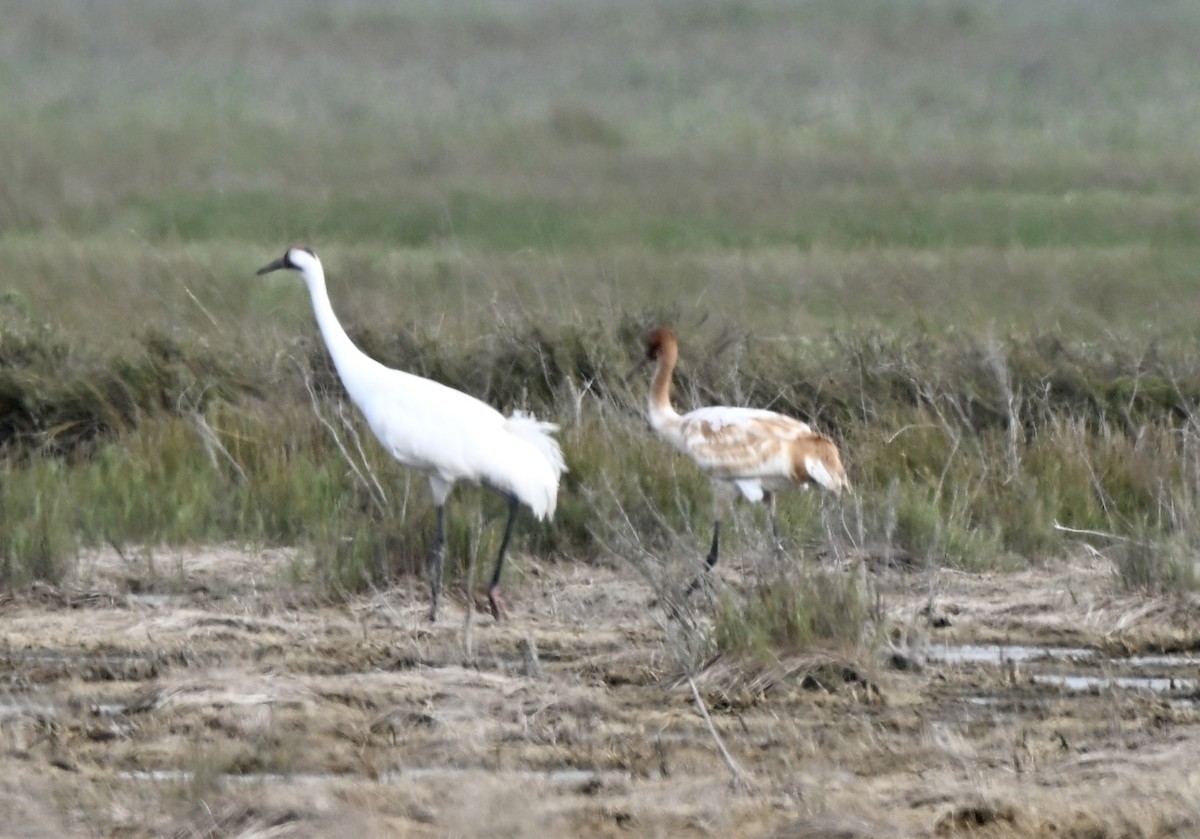 Whooping Crane - ML646659206