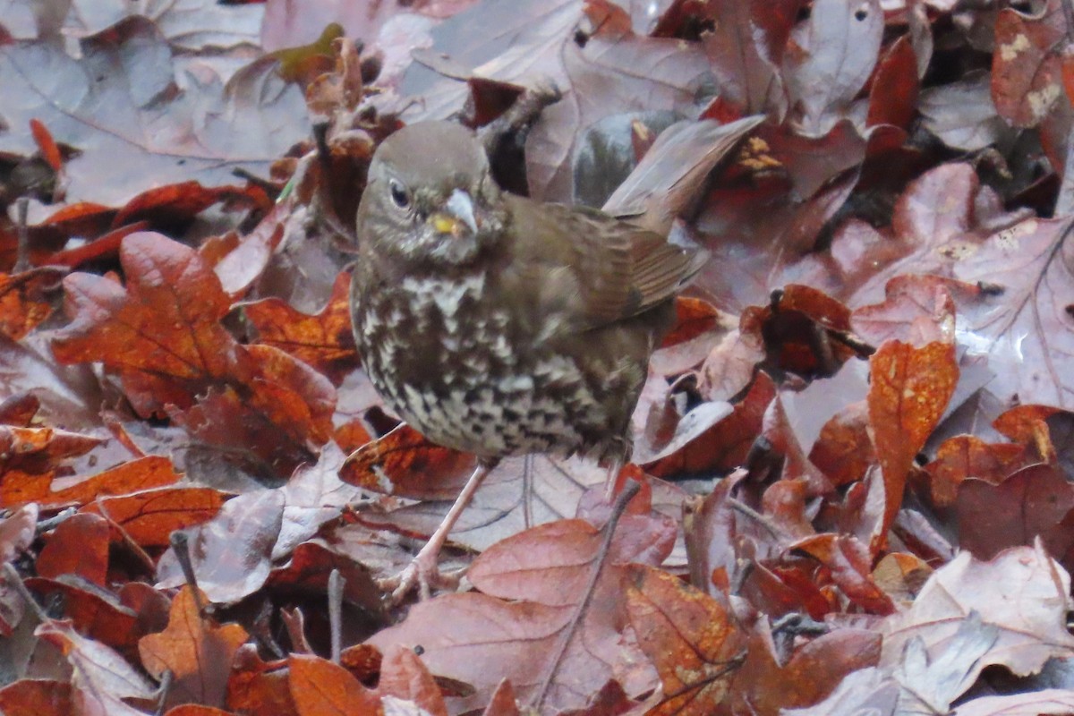 ゴマフスズメ - ML646659207