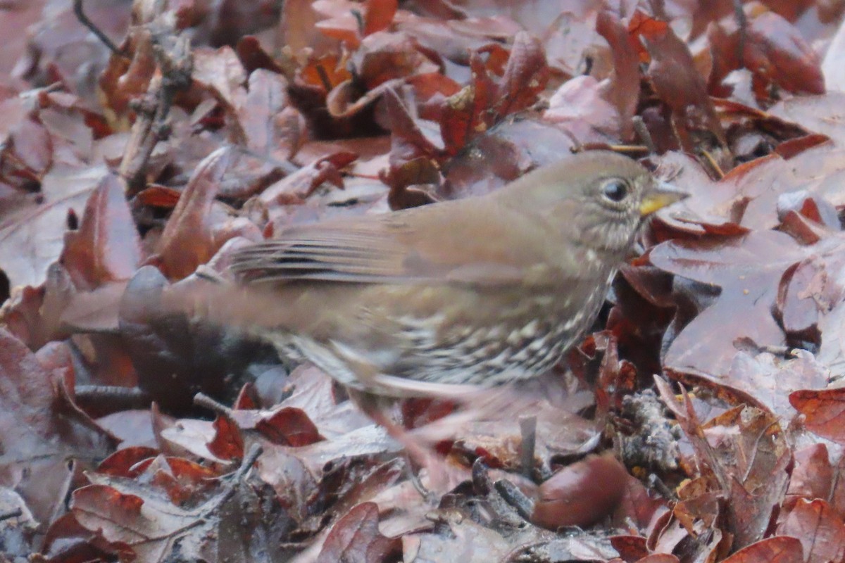 ゴマフスズメ - ML646659208