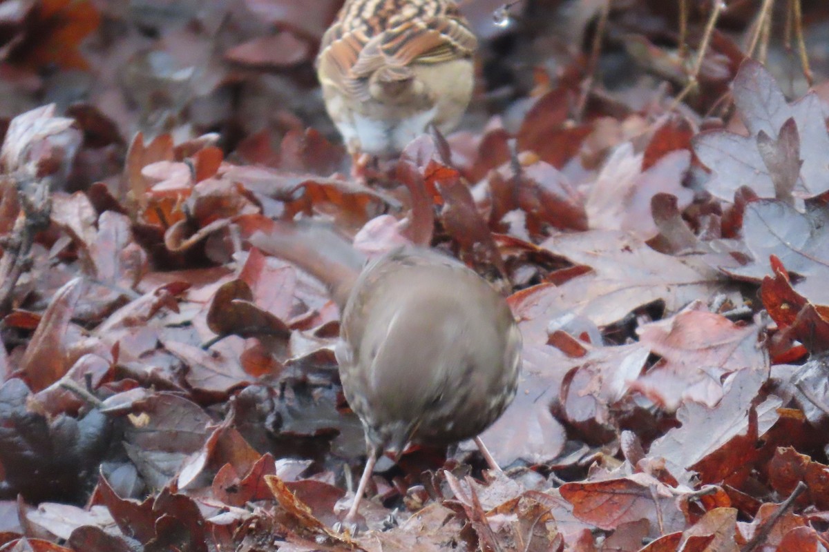 ゴマフスズメ - ML646659209