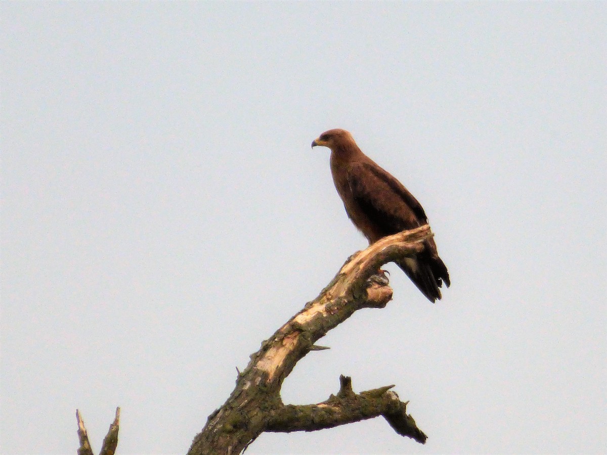 Lesser Spotted Eagle - ML646659210