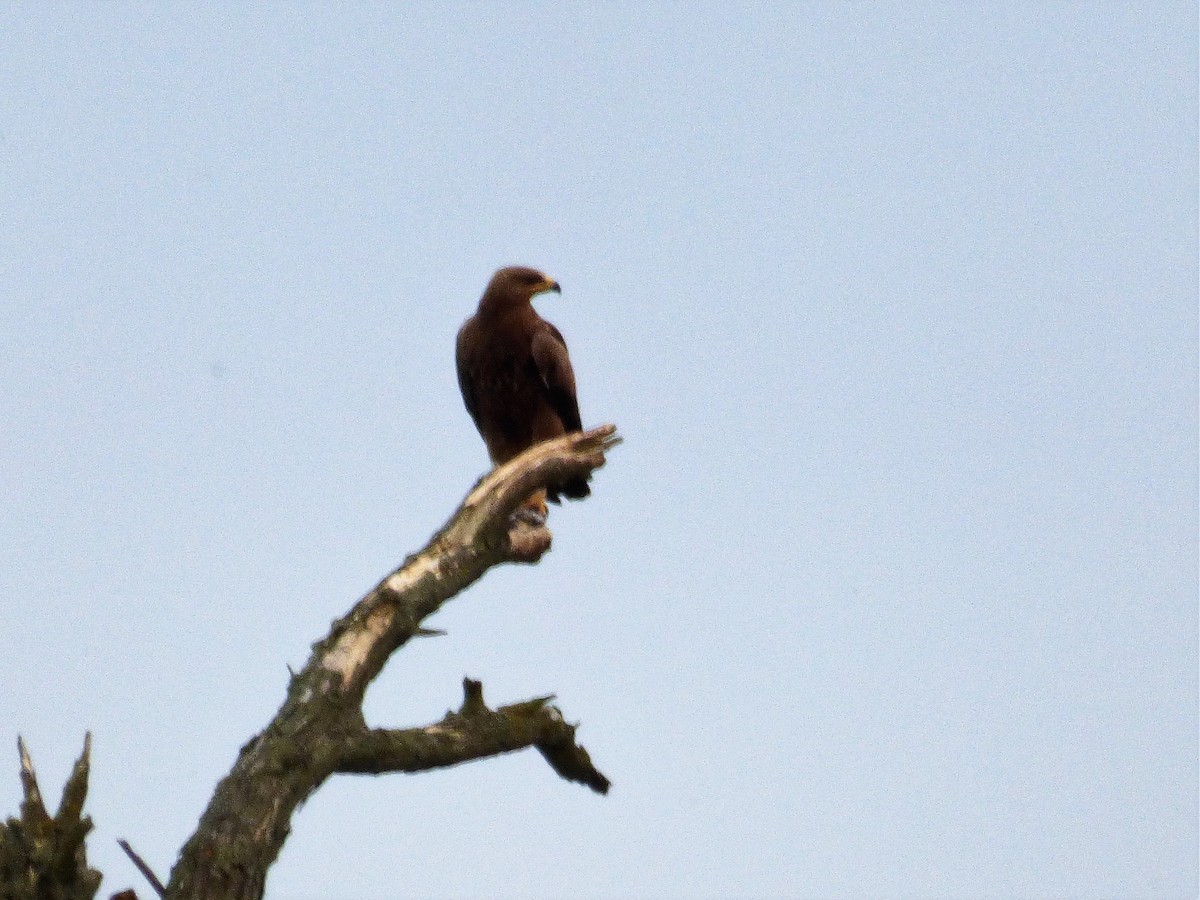 Lesser Spotted Eagle - ML646659211