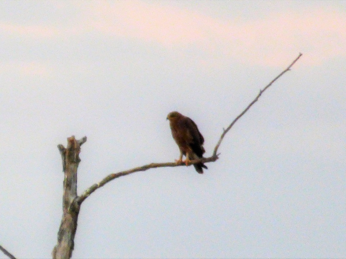 Lesser Spotted Eagle - ML646659212