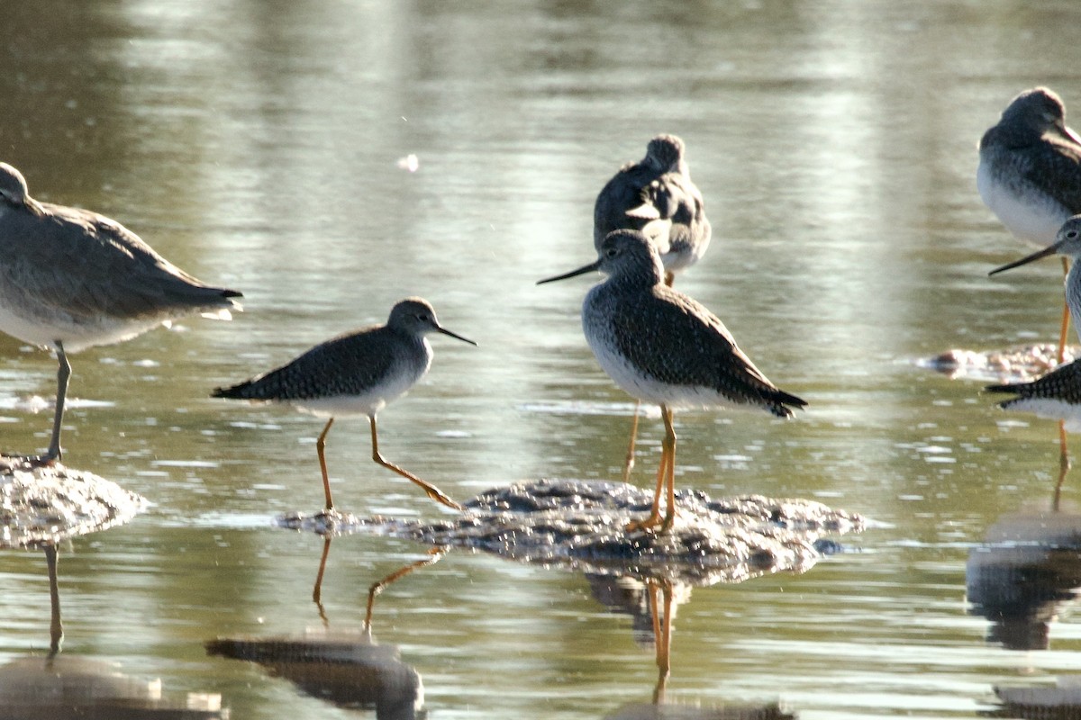 Lesser Yellowlegs - ML646659213