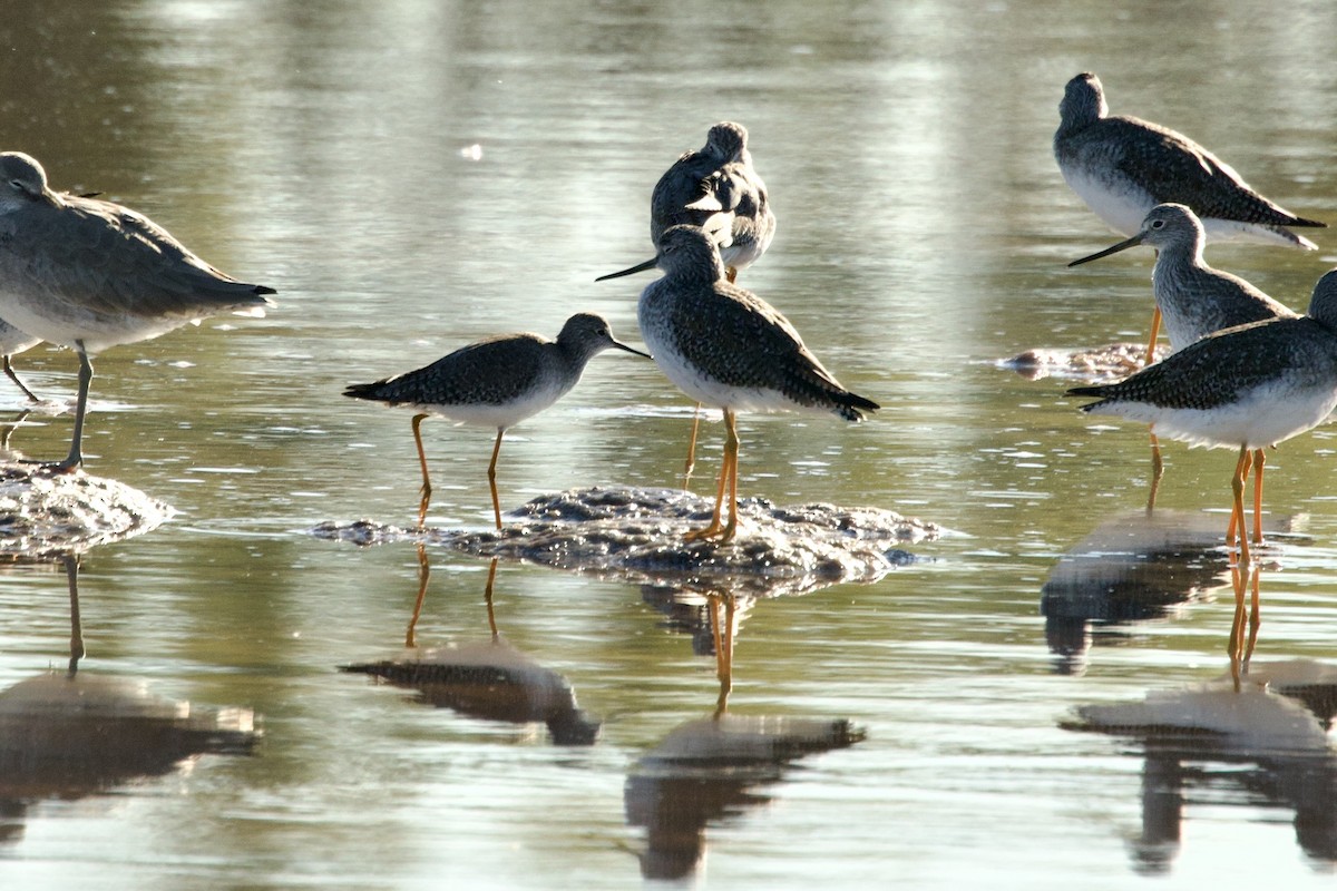 Lesser Yellowlegs - ML646659214