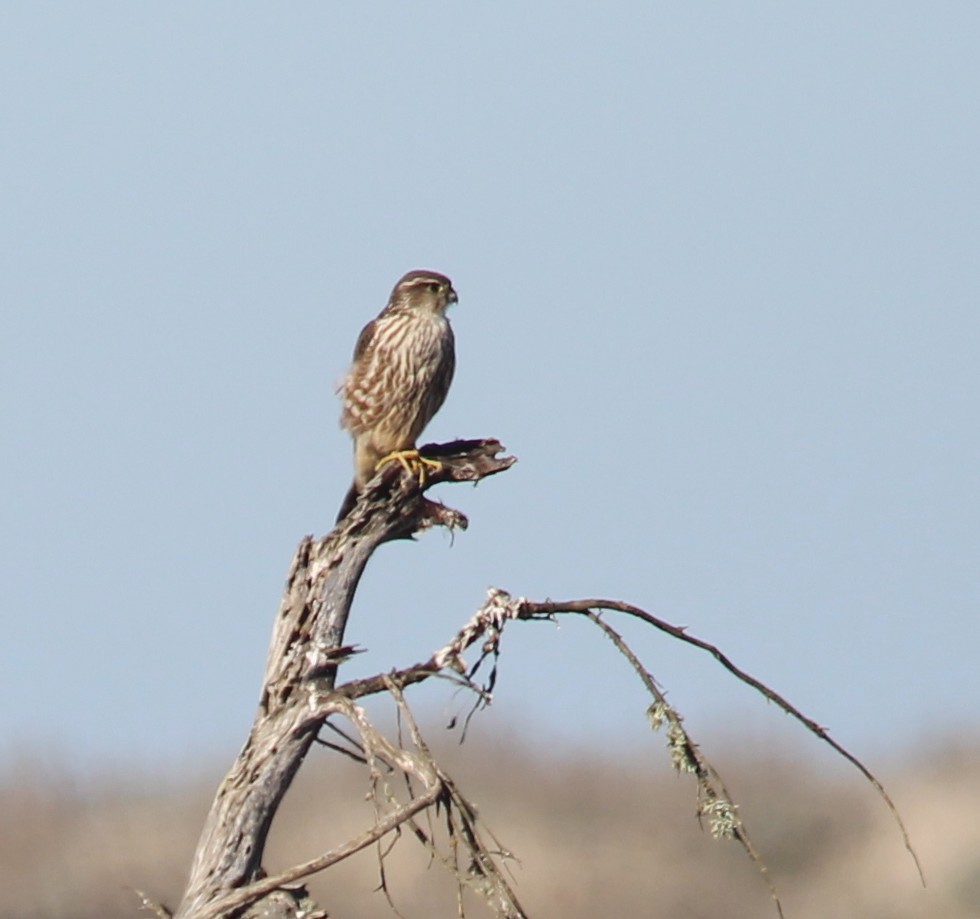 Merlin - ML646659215