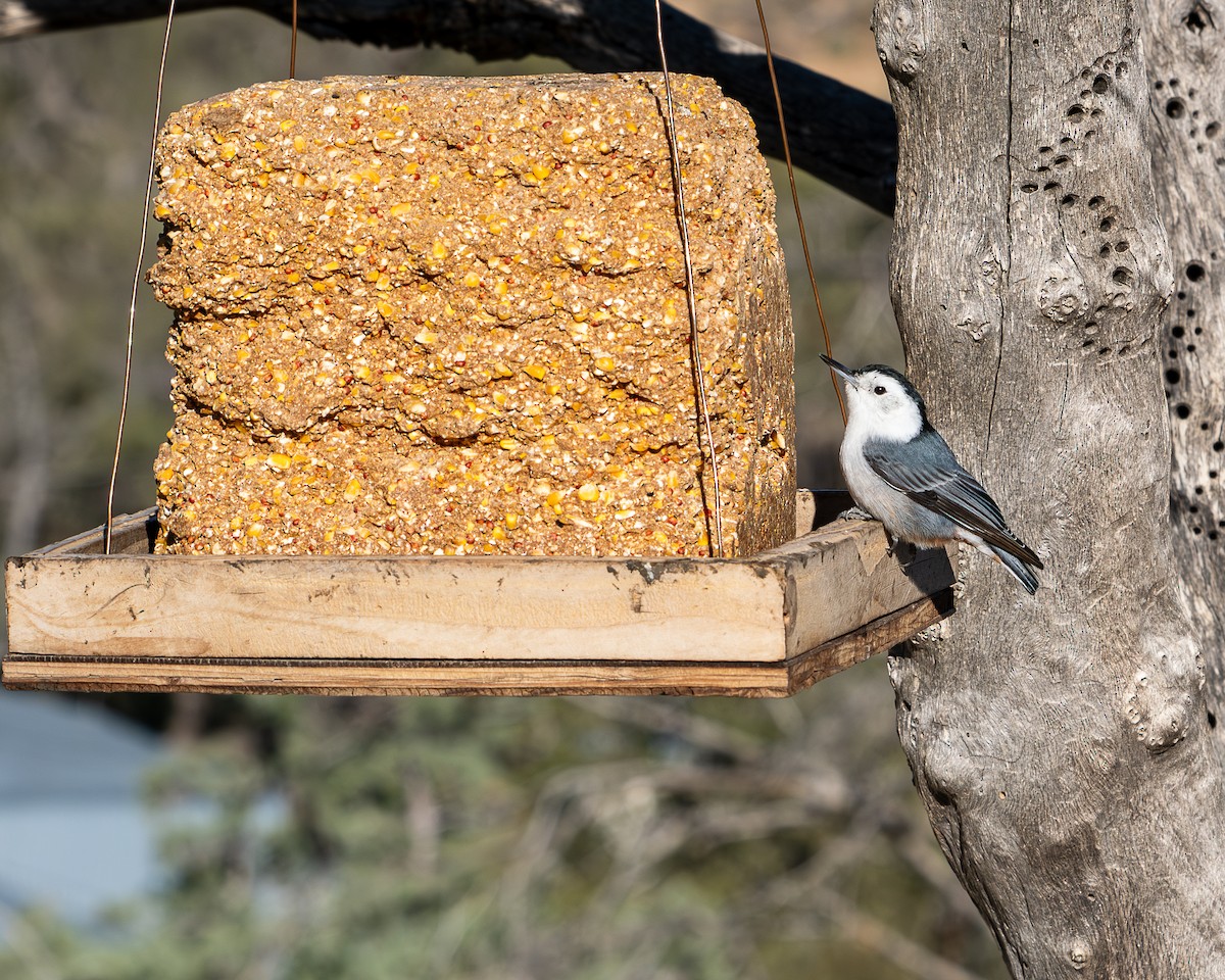 White-breasted Nuthatch - ML646659217