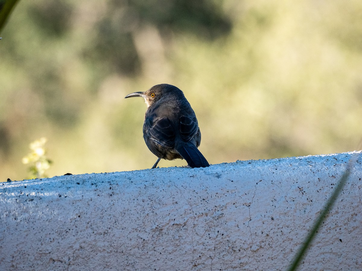 Curve-billed Thrasher - ML646659222