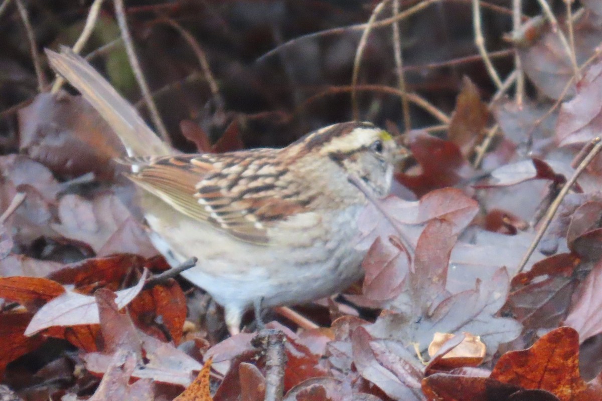 ノドジロシトド - ML646659223