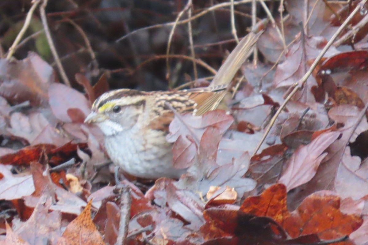 ノドジロシトド - ML646659224