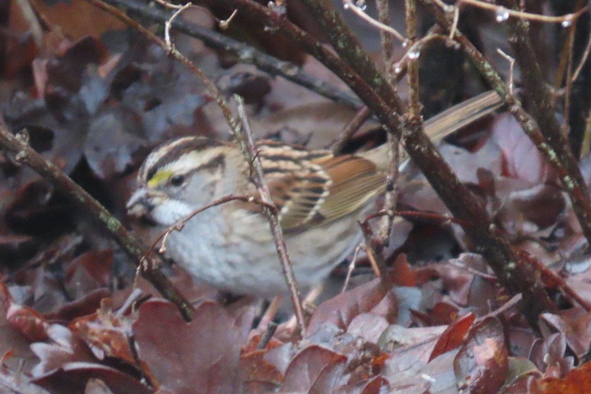 ノドジロシトド - ML646659225