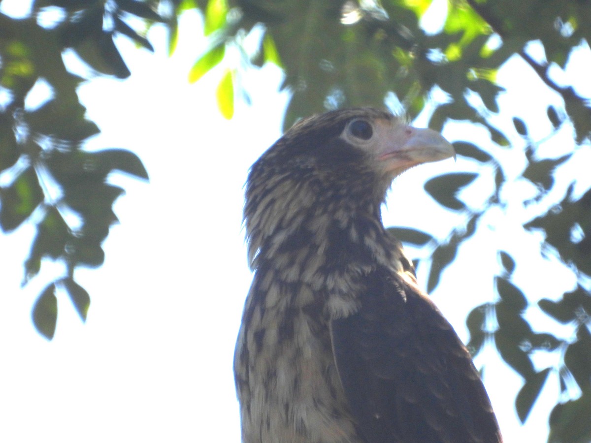 Yellow-headed Caracara - ML646659227