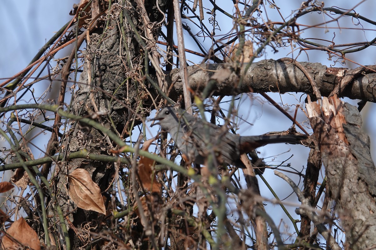 ימימן אמריקני - ML646659228