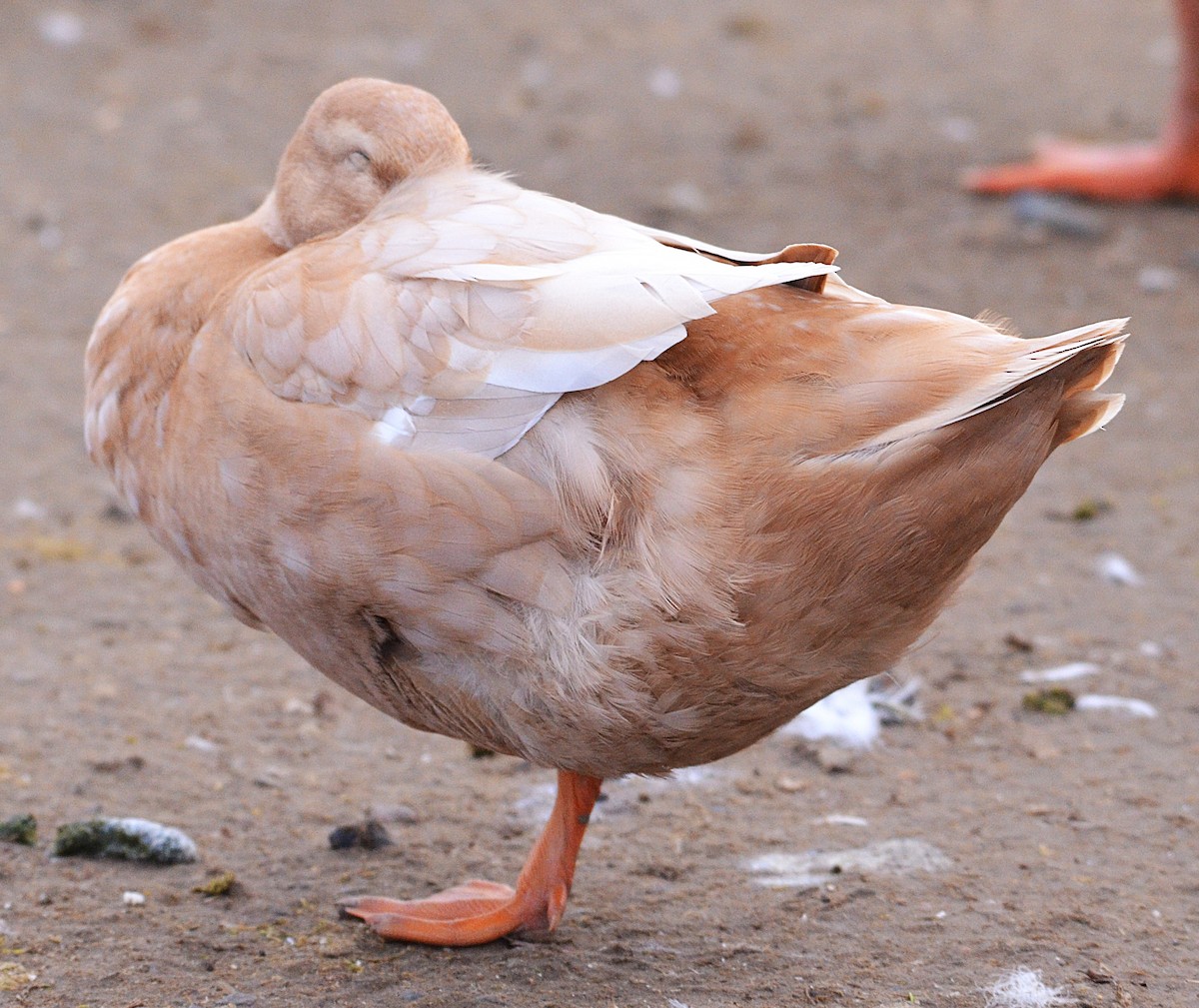 Тэжээмэл нугас - ML646659234